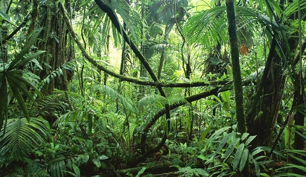 semence qui pousse toute seule semence qui pousse toute seule