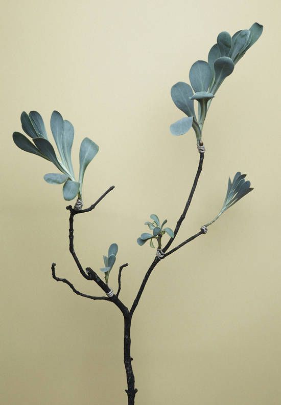 " Toi, tu le couperas" " Toi, tu le couperas"