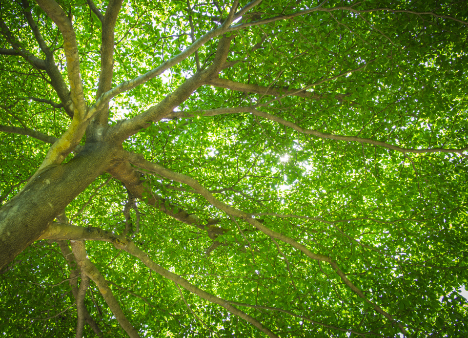 CULTE DES RAMEAUX (2)