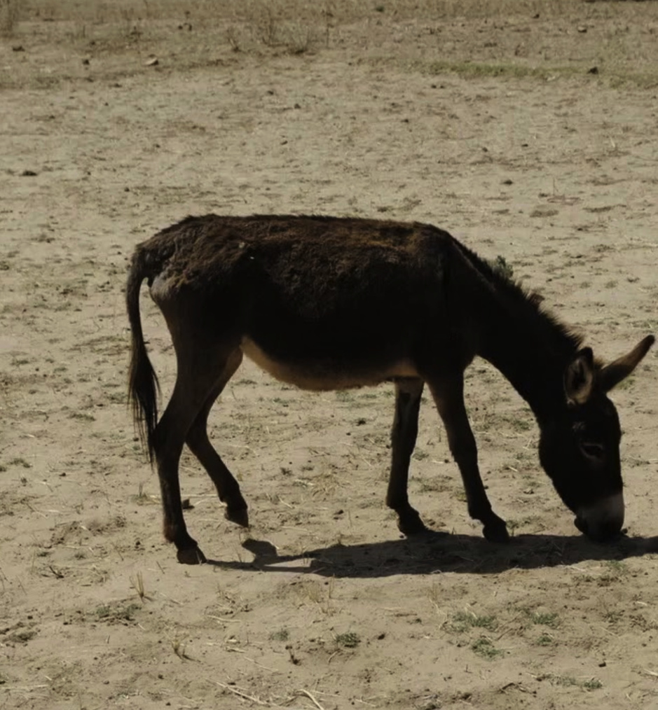 Pourquoi le détachez-vous ? Pourquoi le détachez-vous ?