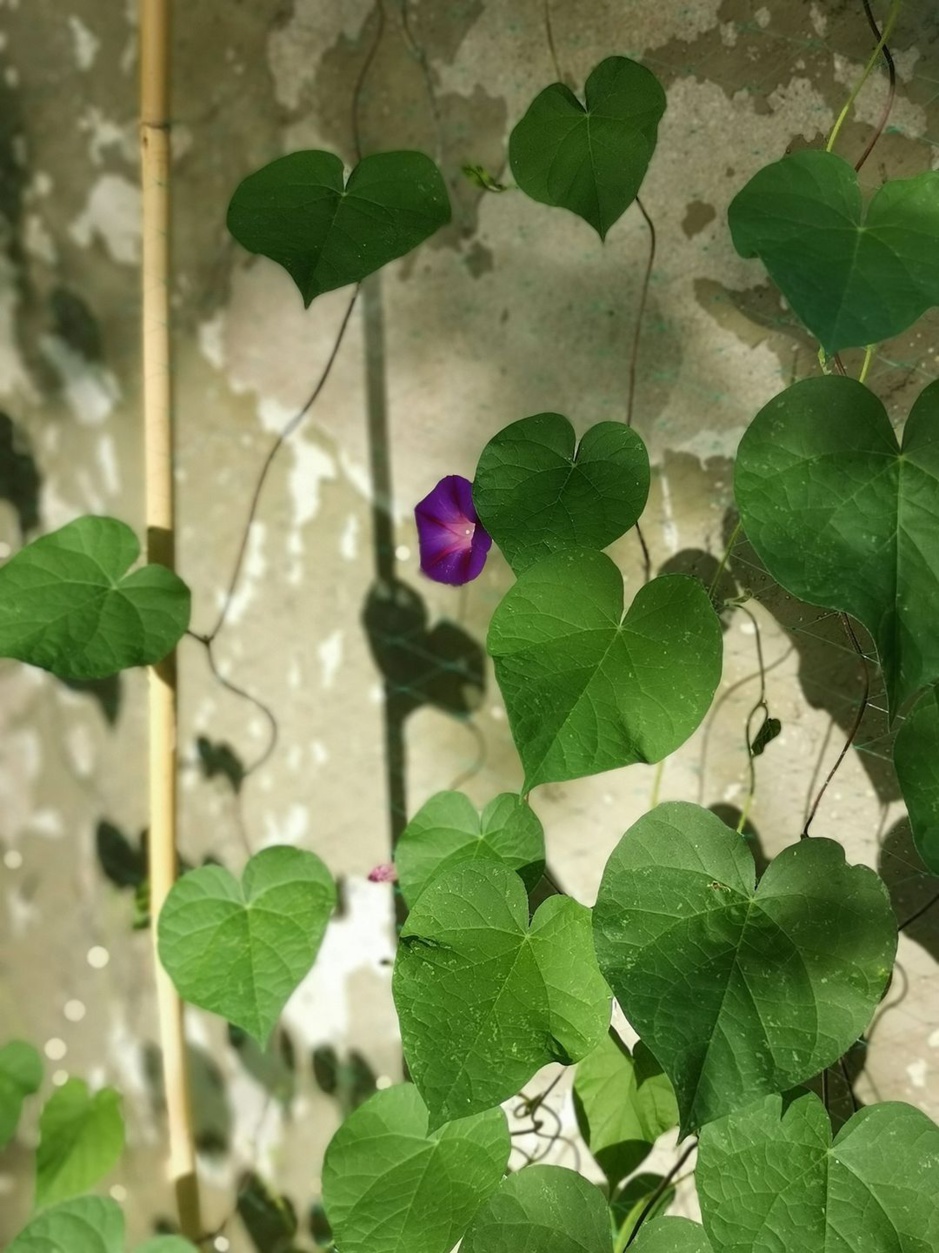 Cliquer pour une meilleure résolution Cliquer pour une meilleure résolution