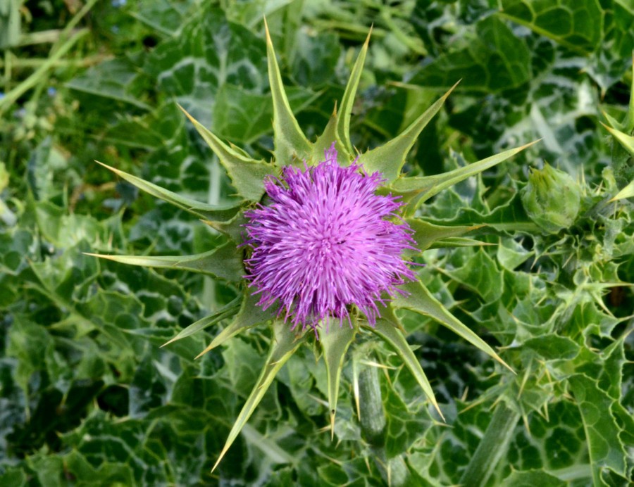 Prédication 23 juillet  2017.  Par Claire Gruson Prédication 23 juillet  2017.  Par Claire Gruson