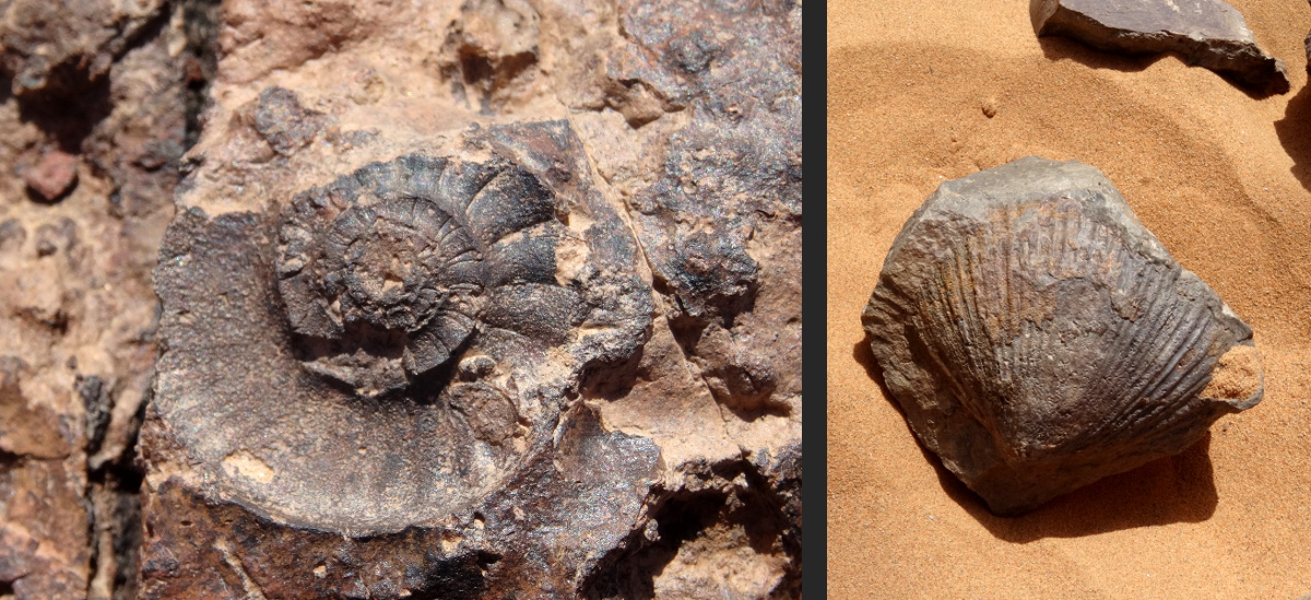Je n'ai pas grand chose à faire d'un fossile de coquillage, même très beau, une véritable œuvre d'art sans doute, trouvé au milieu d'un désert où autrefois il y avait une mer.
