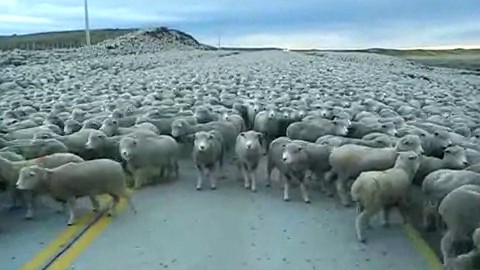 "revenons à nos moutons"