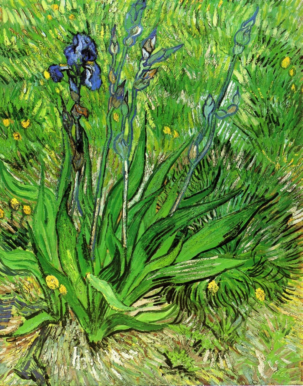 Vincent van Gogh L'Iris