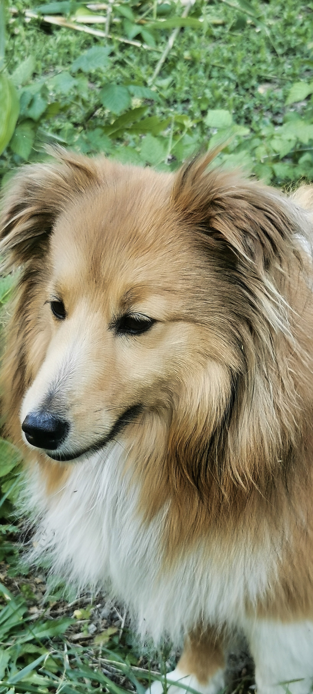 Nessy, chien de garde de Scribe Nessy, chien de garde de Scribe