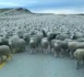 "revenons à nos moutons"