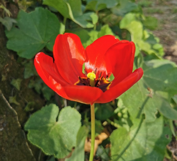 Une tulipe