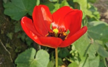 Une tulipe